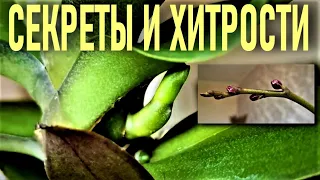 МАССОВО ПРОБУДИТЬ ЦВЕТОНОСЫ ОРХИДЕЙ В ЖАРУ В СУХОМ КЛИМАТЕ! ПРОСТО НЕ ВЕРИТСЯ!!! БЫСТРЫЙ РЕЗУЛЬТАТ!!