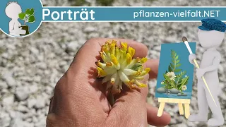 🖼️ Porträt 090 - Echter Wundklee (Anthyllis vulneraria) - Wildpflanzen-Steckbrief (Essbar)