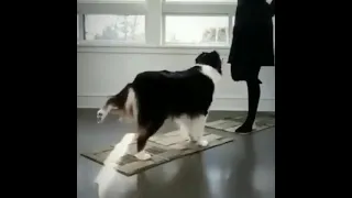 Dog wants to join owner's yoga part 1