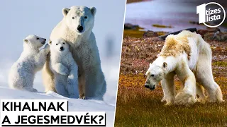 Nemsokára kihalhatnak a jegesmedvék? Nem csak a globális felmelegedés lehet az oka