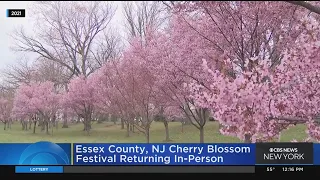 Essex County Cherry Blossom Festival to be held in person