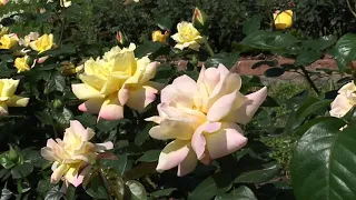 18 Yellow Roses - Gehan Gunasekera