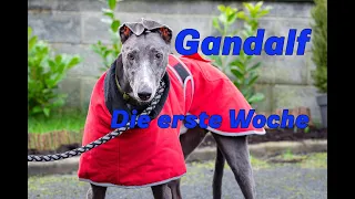 Gandalf - Die erste Woche mit Greyhound