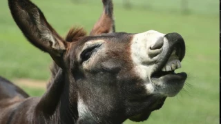 Braying Donkey Sound Effects