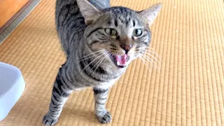 Cat that speaks and talks in perfect Japanese.