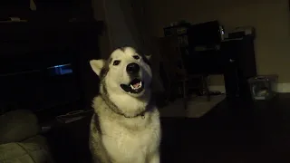 Bear and Meeko (Alaskan malamutes) how I miss them interrupting shows in the evening.