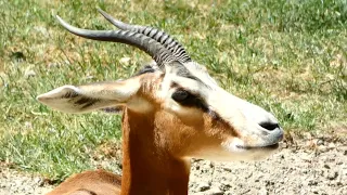 Tiergarten Ausflug Wien Schönbrunn Zoo Vienna Mhorrgazelle (Nanger dama mhorr) Gazelle Bock Stute