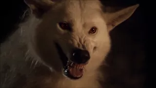 Jon Snow & Ghost || The White Wolf