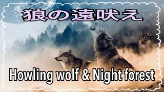 【夜の森☆狼の遠吠え】深く静かな夜の森とオオカミの遠吠え、睡眠導入、瞑想、リラックス☆