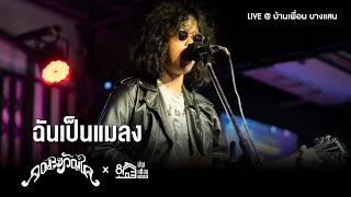 คณะขวัญใจ - ฉันเป็นแมลง | Live Concert บ้านเพื่อน บางแสน