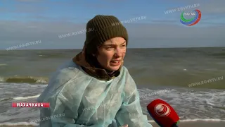 Делегация ученых из Москвы выясняет причины гибели тюленей