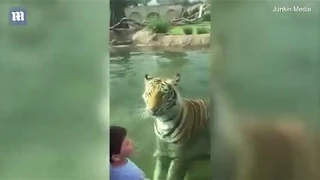 Тигр охотится на посетителя зоопарка