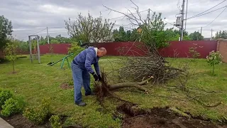 Корчування пенька