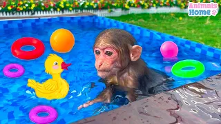 BiBi helps dad feed ducklings and take the ducklings to swim