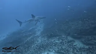 Divers buzzed by Great White