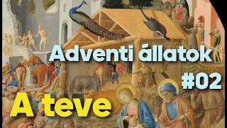 Adventi állatok #02 - A teve