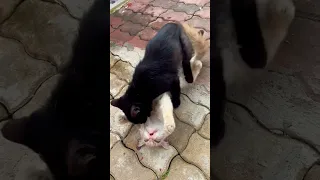 Cats Mating #shortsvideo #shorts #cat #cats #catshorts #cute #love #catmating #pets #animals