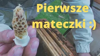 #96 Hodujcie własne mateczki :) Poddaję mateczniki do odkładów (03.06.2022)