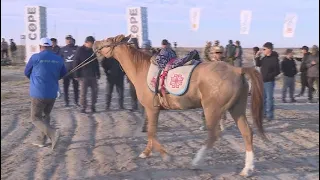 «Ұлы дала жорығы» марафон-бәйгесіне қатысушы шабандоздар Түркістанға жетті
