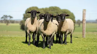 Bundara Downs Suffolks 2023 Stud Rams