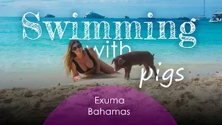 Swimming Pigs Exuma Bahamas | Swimming with Pigs, Pig Beach | Things to do in the Bahamas (GoPro 4K)