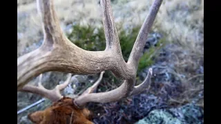 Big 7 Point Bull Elk Down!!! - Long Range Kill Shot!