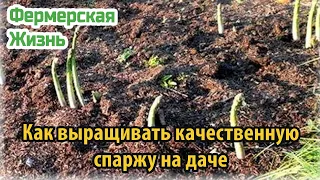 Как выращивать качественную спаржу на даче