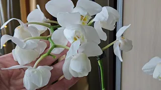 Мечты должны исполняться🤩 Орхидеи-пелорики⚘️