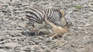 Zebra's painful death.