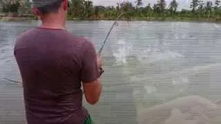 Fishing Video !!! Predators Fishing !!! Arapaima Fishing Thailand- BKKGUY