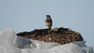 Птицы.Варакушка