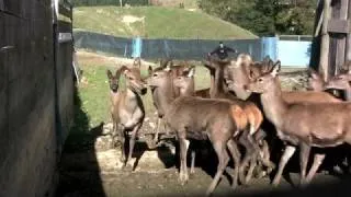 Deer Farming New Zealand