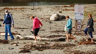 Elephant Seals and humans mix at San Simeon Beach