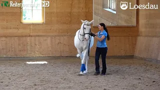 Anja Beran: Seitengänge an der Hand / Lateral work in-hand "Richtig Reiten Teil 2" von LOESDAU