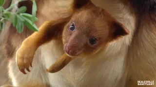 Meet 'Kofi' our tree-kangaroo joey