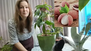 Личи из косточки как растет часть 2 или уже 3, я запуталась🤭