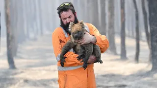 Burning Koalas Of Kangaroo Island