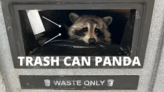 The Perfect Home For A Trash Panda