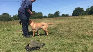 Labrador retrieving training