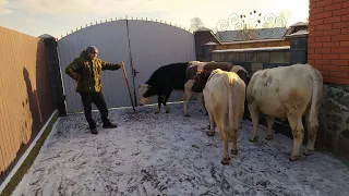 Бички на прогулянці, возим сіно перед Новим роком🐂.