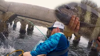 How To Catch BIG Sheepshead With OYSTERS - Baitshops Out of Bait?! | DO THIS!