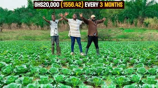 Cabbage Farming Explained | How To Start a Successful Cabbage Farm as a Beginner in 2024 - DETAILED!