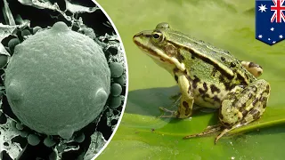 Deadly frog fungus is causing an amphibian apocalypse - TomoNews