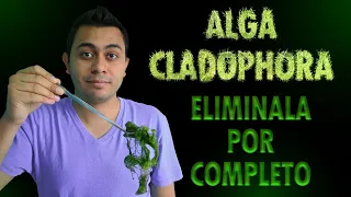 ALGA CLADOPHORA: ELIMINALA POR COMPLETO #alga#acuarioplantado#algacladophora