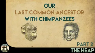 The Last Common Ancestor with Chimpanzees: Part Two