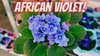 How to Get African Violets to Bloom | African Violet Plant Care Tips!