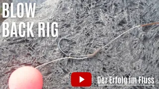 Das Blowback Rig  Step by Step für den Erfolg auf Karpfen am Fluss