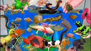 Tổng hợp các video cá cảnh đẹp, động vật dễ thương, cá mập, vịt, cá heo, rùa, cá koi, ếch, cua, ốc