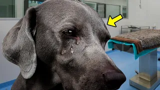 This Dog Cried When Vet Said He Had Only 1 Hour to Live. Then the Unthinkable Happened!