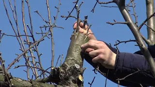 Czy można szczepić drzewa kilkuletnimi zrazami? | Szczepienie jabłoni Starking metodą kożuchówki